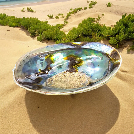 Conchiglia di Abalone Arcobaleno per Bruciare Incenso e Smudges (12.5-15.5 cm)